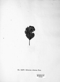 Erineum alneum image